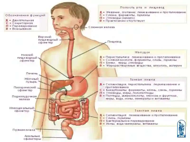 Методические материалы-презентации лекций по физиологии 4