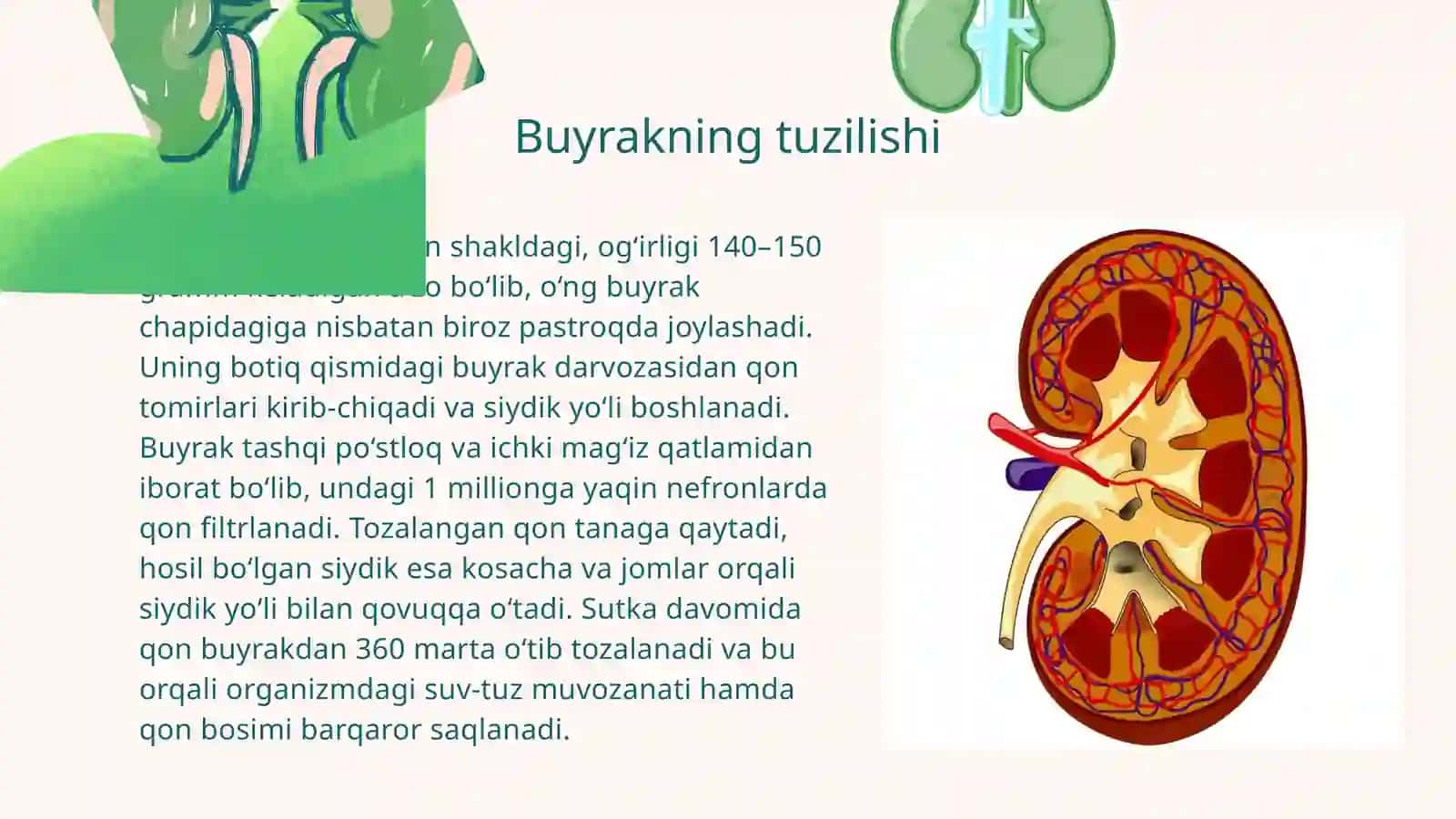 Ayiruv sistemasi.Buyraklar fiziologiyasi 4
