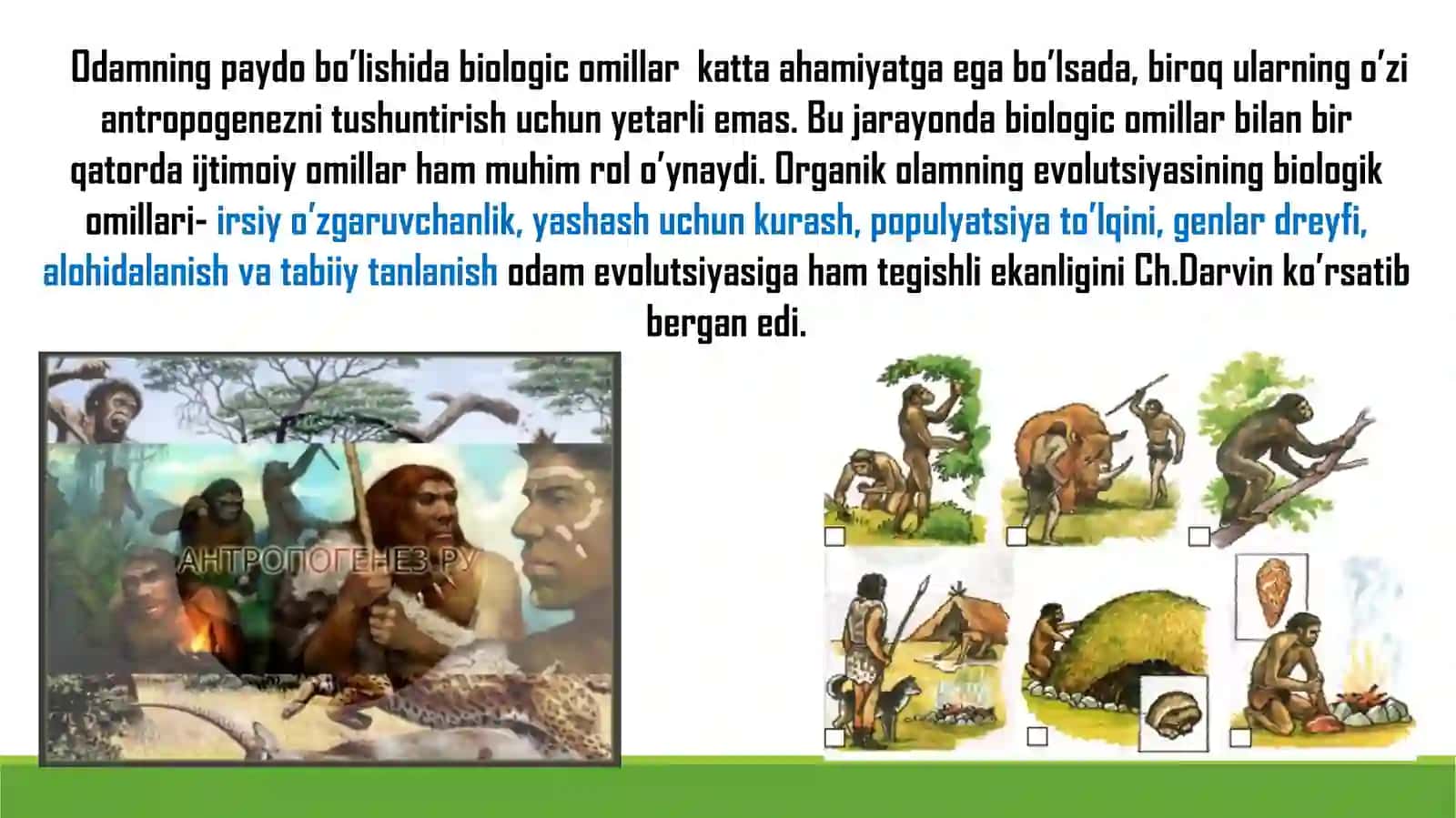 35-mavzu: Antropogenezning harakatlantiruvchi kuchlari. Odam evolyutsiyasi harakatlantiruvchi kuchlari: biologik vaijtimoiy omillar 4