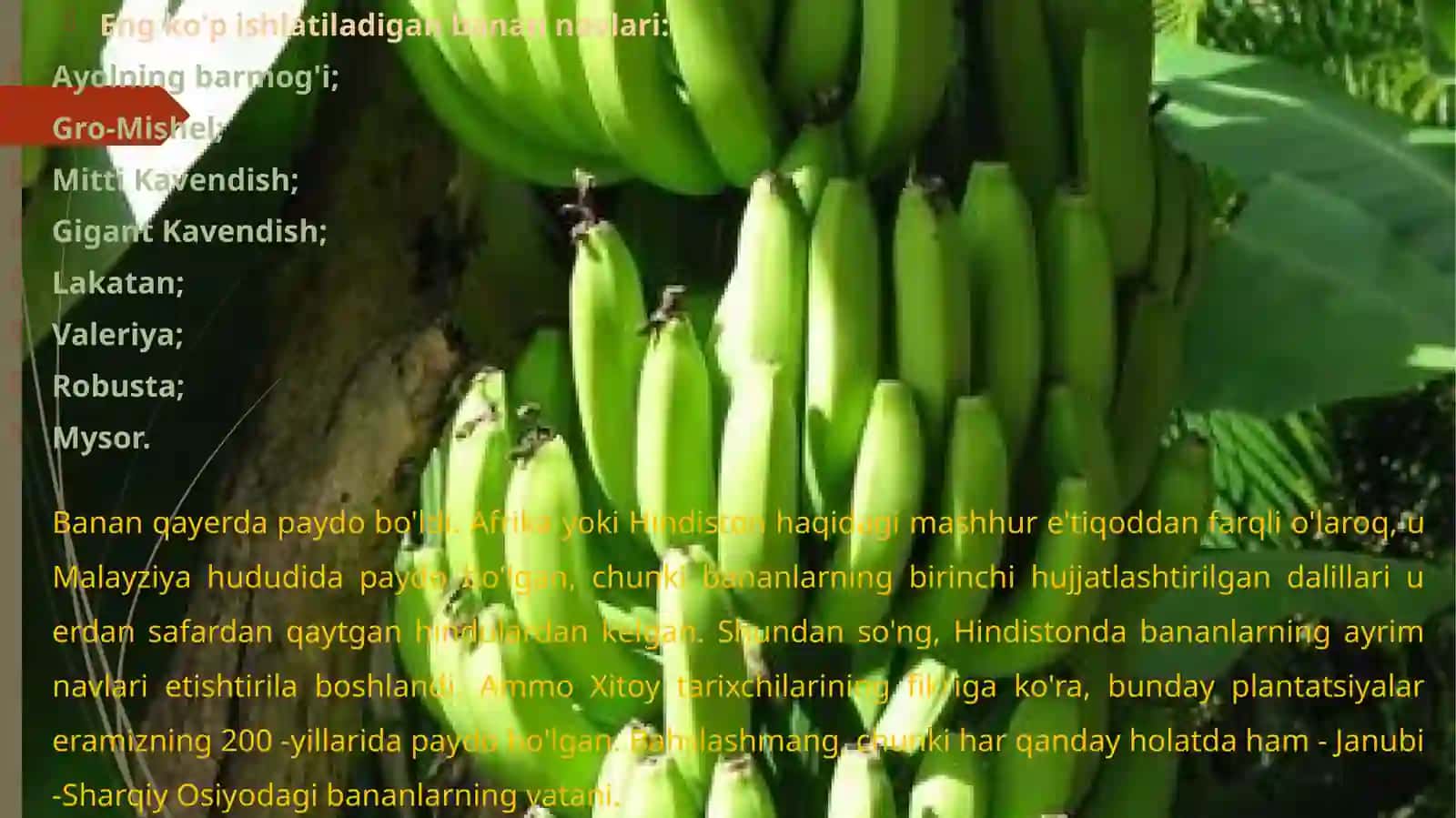 Banano o'simligi biologiyasi 4