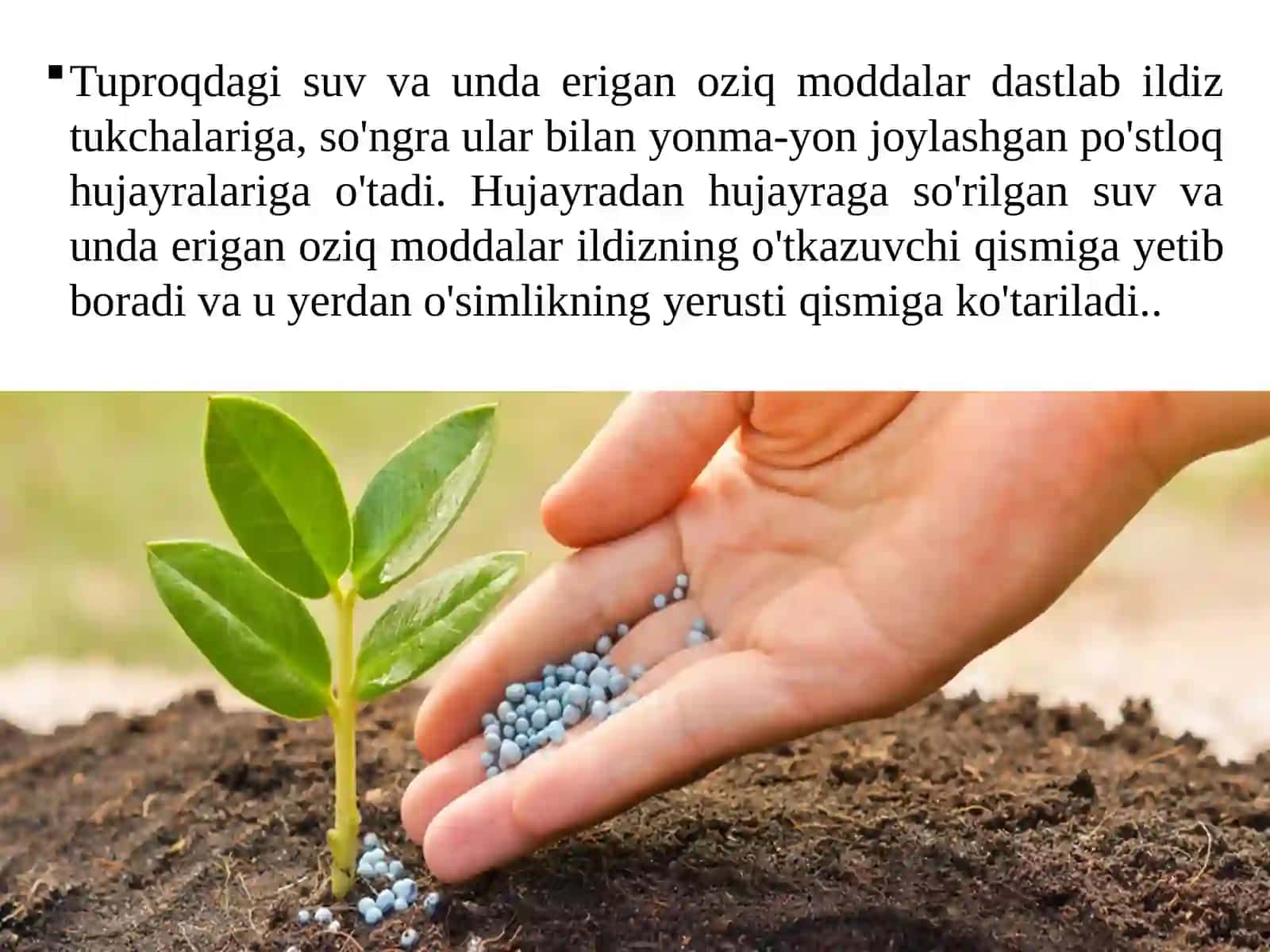6-sinf Botanika O'simliklarning mineral oziqlanishi, Ildiz bosimi, O'g'itlar 4