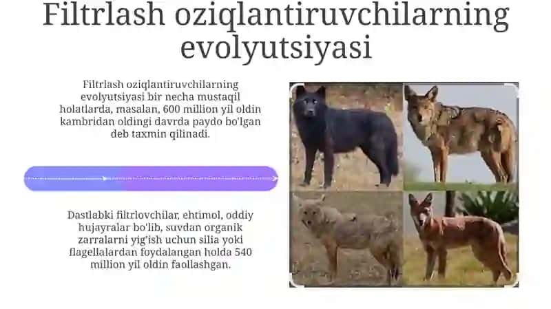 Filtrlash oziqlantiruvchilarning kelib chiqishi 4