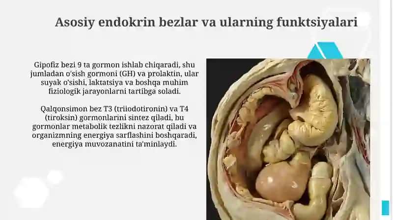 Endokrin bezlar: Umumiy ko'rinish va vazifalari 4