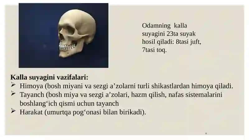 Kalla suyagi. Kalla suyagining miya qismi: ensa, tepa, peshona va g‘alvirsimon suyaklar. Tuzilishi va yoshiga xos xususiyatlari. 4