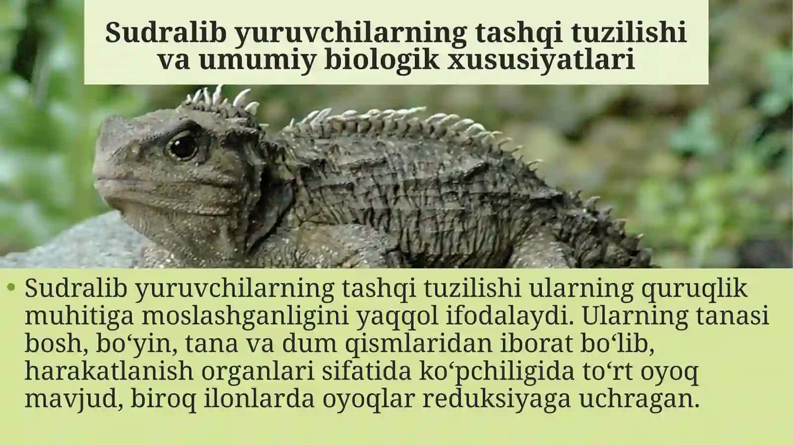 SUDRALIB YURUVCHILAR (REPTILIA) SINFI SISTEMATIKASI 4
