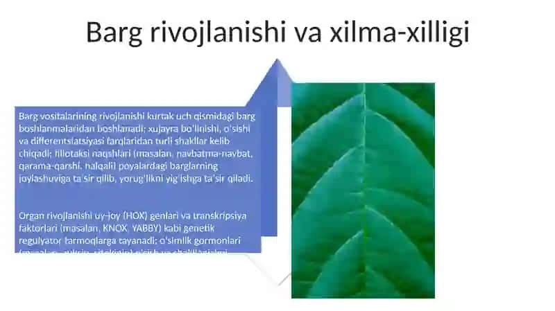O'simliklarning kelib chiqishi va organlarining paydo bo'lishi 4