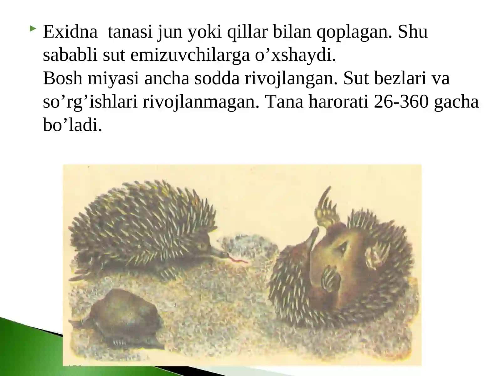 Sut emizuvchilаrning хilma-xilligi 4