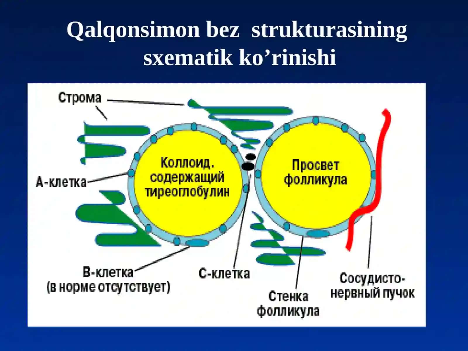 Qalqonsimonbezning yodyetish movchiligibilan bog`liq kasalliklari 4