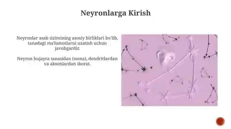 Neyron uning tuzilishi va funksiyalari 4