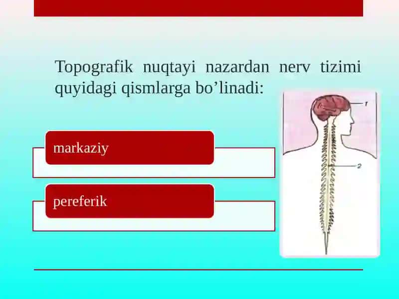 Nerv sistemasining tuzilishi 4