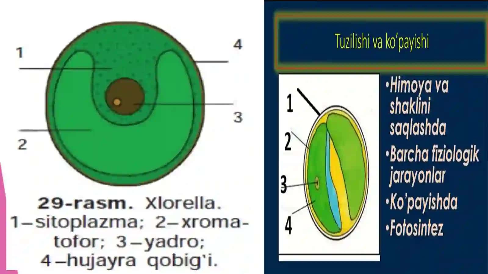 BIR HUJAYRALI VA KO’P HUJAYRALI SUV O’TLAR 4