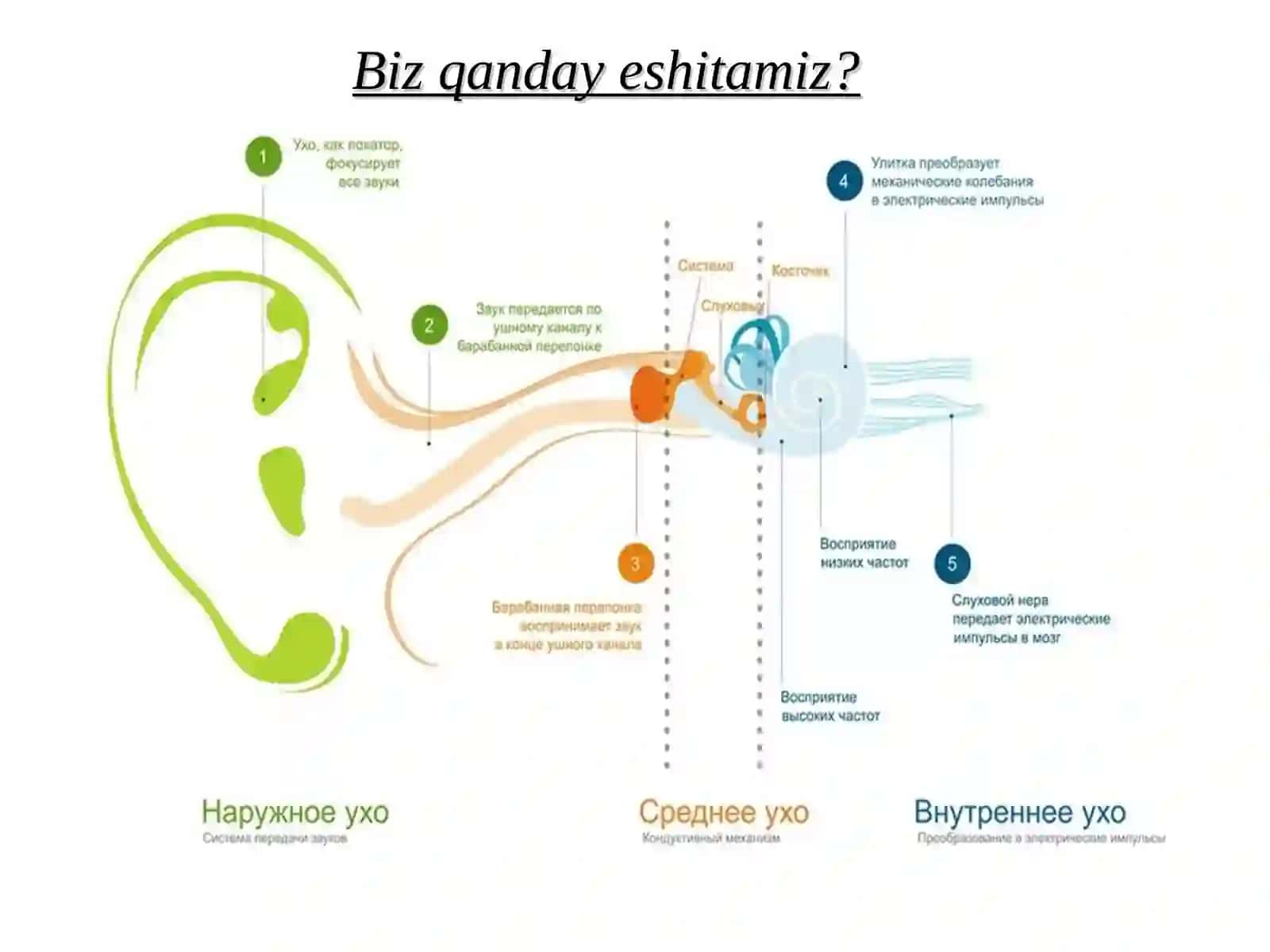 ESHITISHIDA NUQSONI BO‘LGAN BOLALAR BILAN OLIB BORILADIGAN LOGOPEDIK ISHLARNING O‘ZIGA XOS XUSUSIYATLARI 4