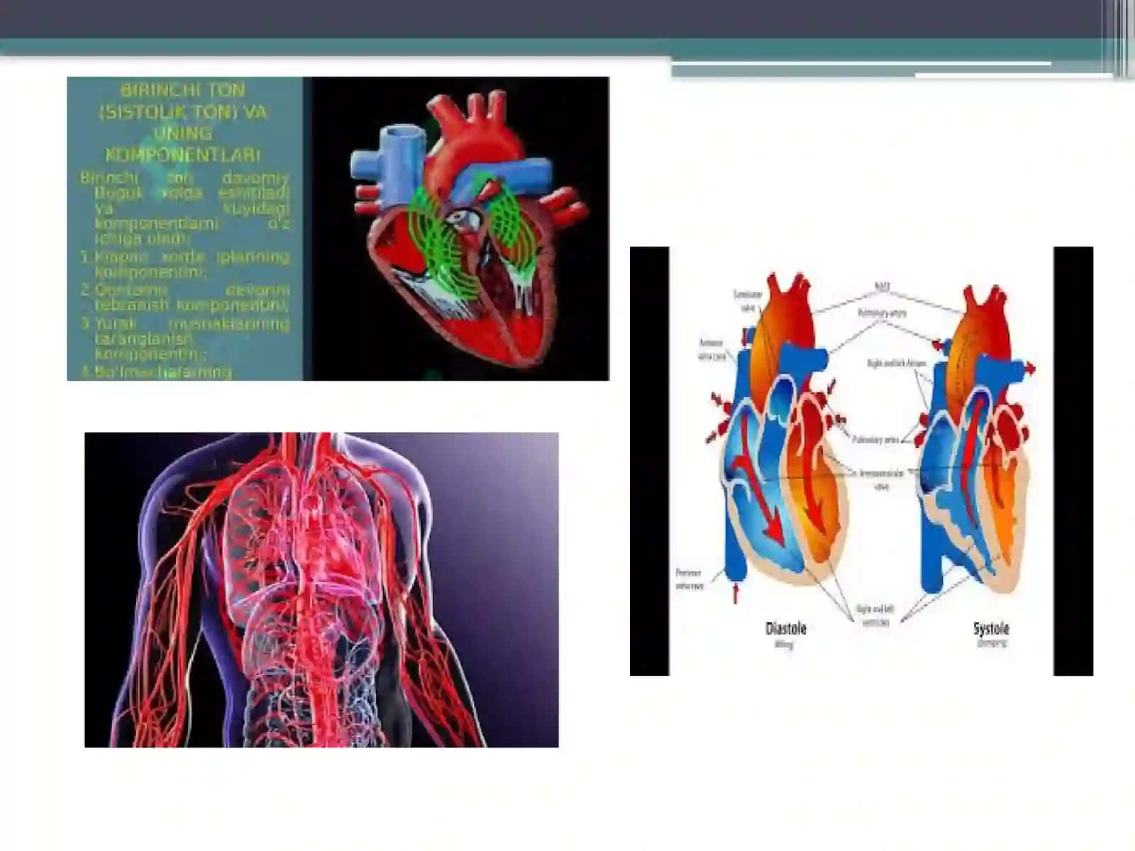 Arteriyalarning tarqalish qonuni 4