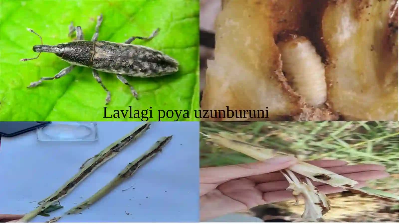 RAYXON ZARARKUNANDALARI VA ULARGA QARSHIBIOLOGIKKURASH CHORALARI 4