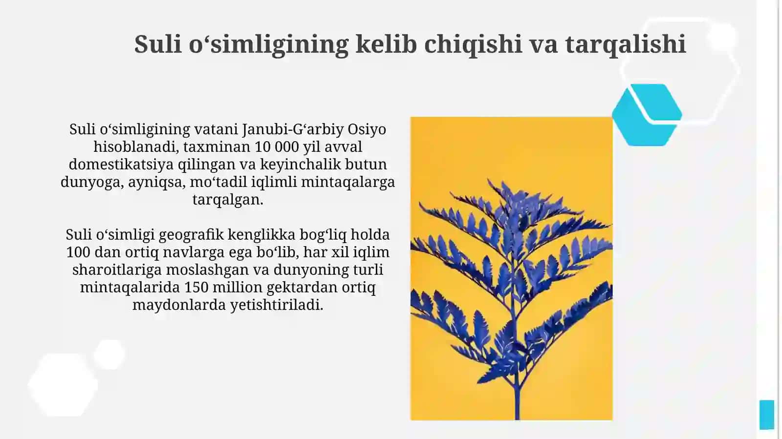 Suli oʻsimligi 4