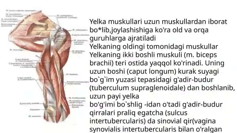 Yelka kamari va yelka mushaklari 4