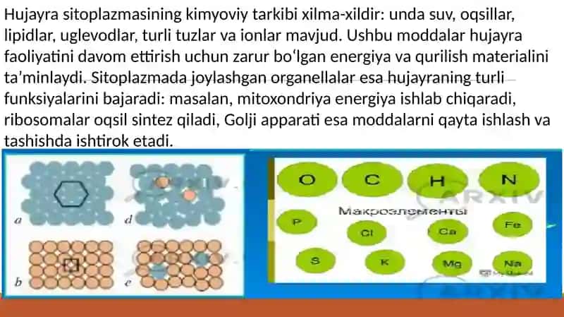 Sitoplazma uning tarkibi harakatlanishi 4