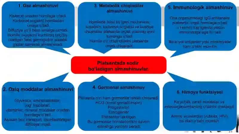 Ona qornida qon aylanishning ahamiyati va bola tug‘ilgandan keyingi o‘zgarishlar 4