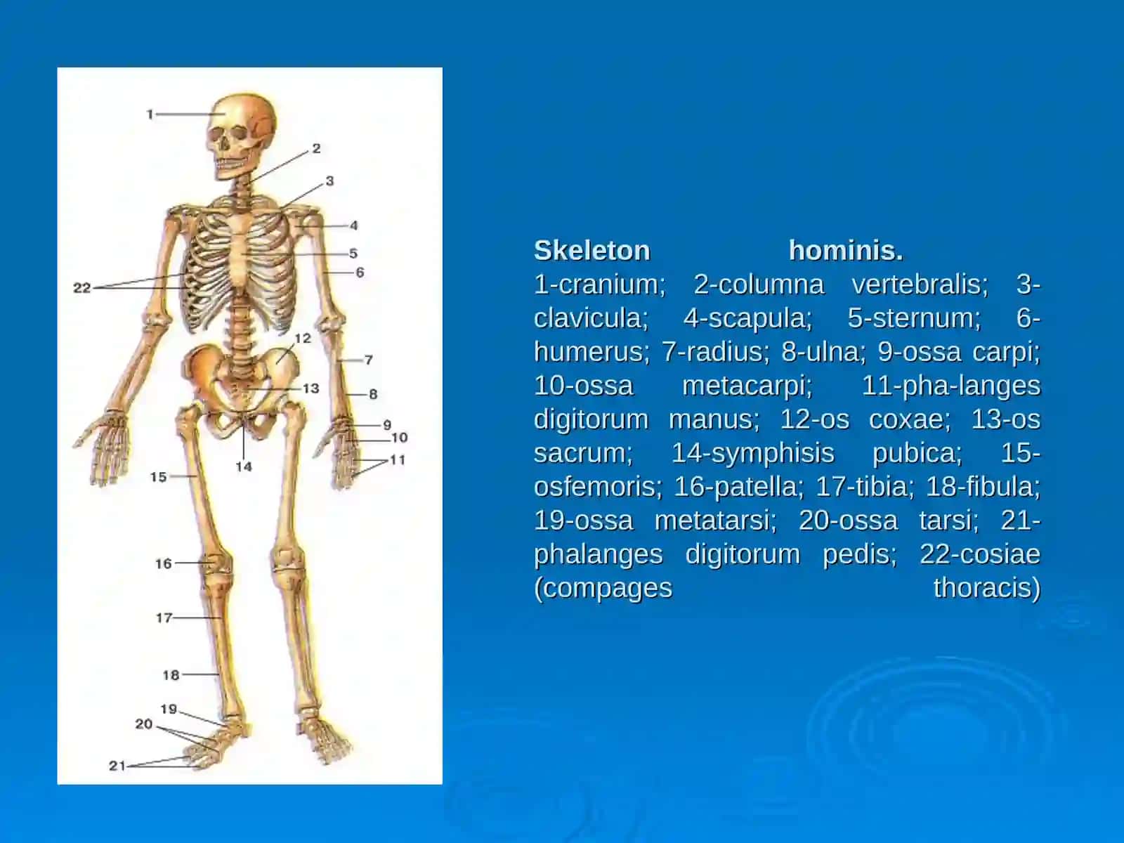 СУЯКЛАРНИНГ ТУЗИЛИШИВА РИВОЖЛАНИШИНИНГ УМУМИЙ ПРИНЦИПЛАРИ 4