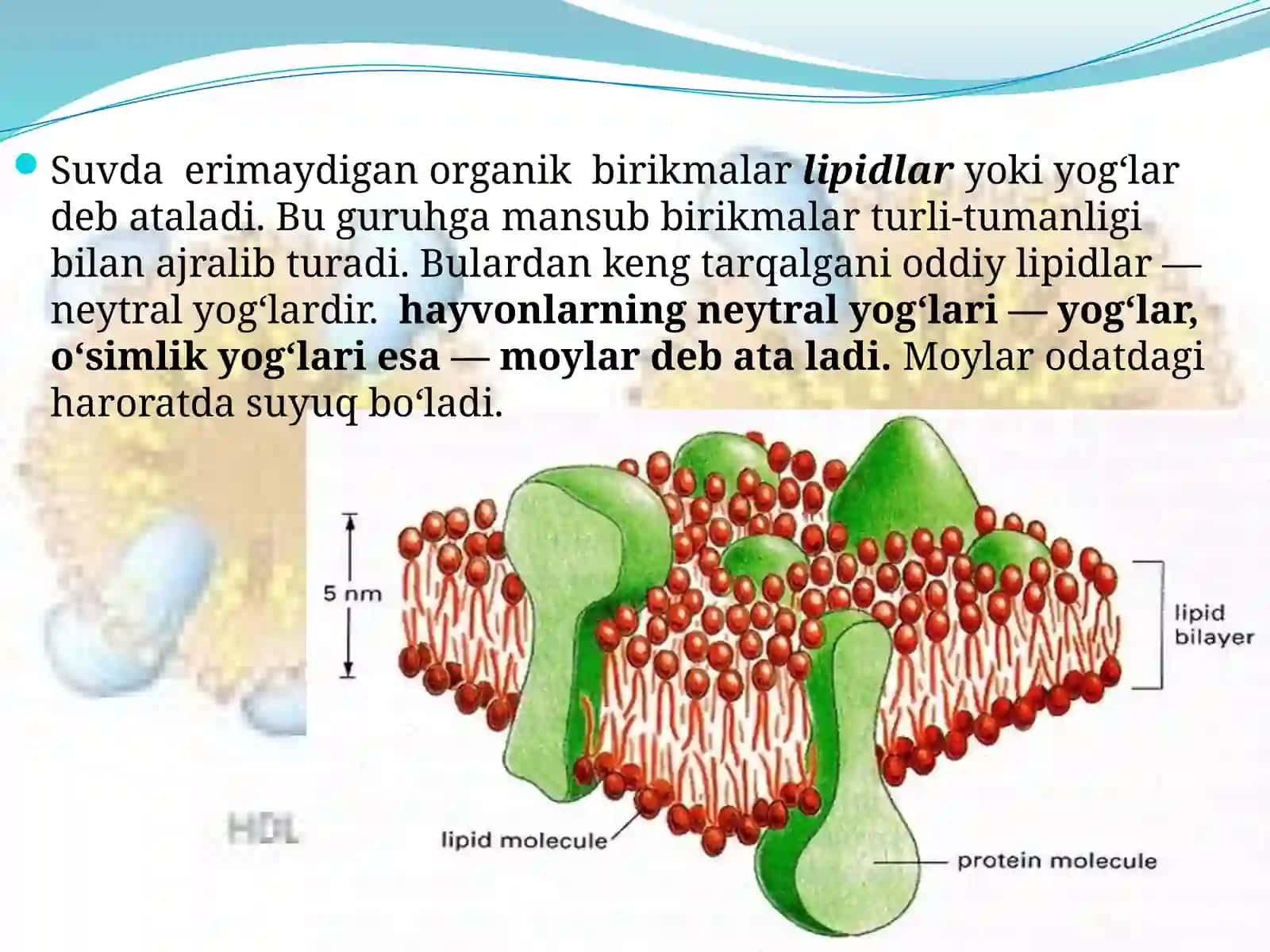 Lipidlarklassifikatsiyasi 4