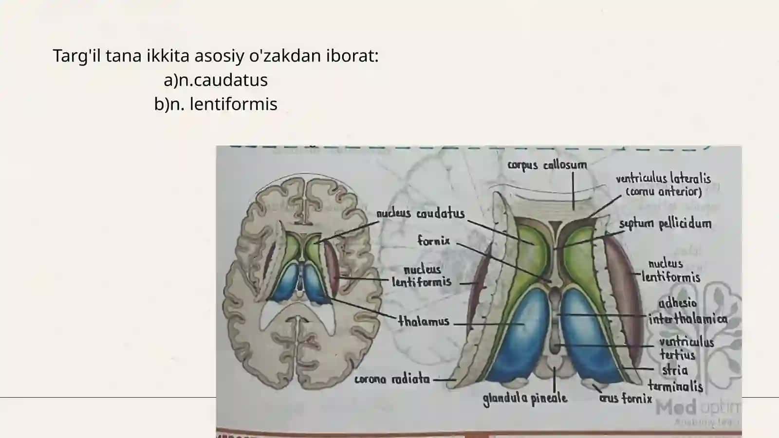Bazal oʻzaklar. Miya pardalari va yon qorinchalar 4