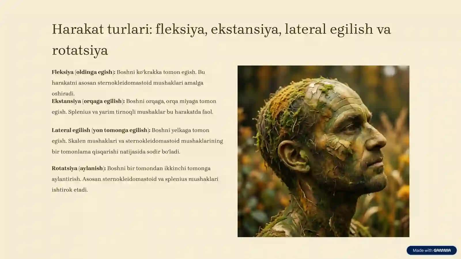 Boʻyin mushaklari fiziologiyasi 4