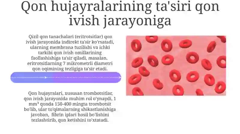 Qon hujayralari fiziologik reperativ regeneratsiya mexanizmlari 4