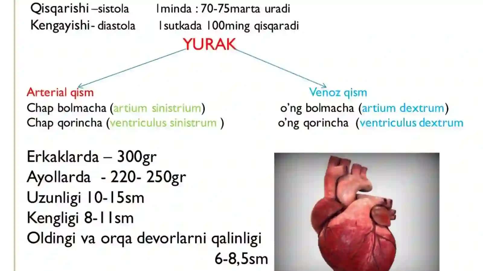 YURAK QON TOMIR TIZIMI 4