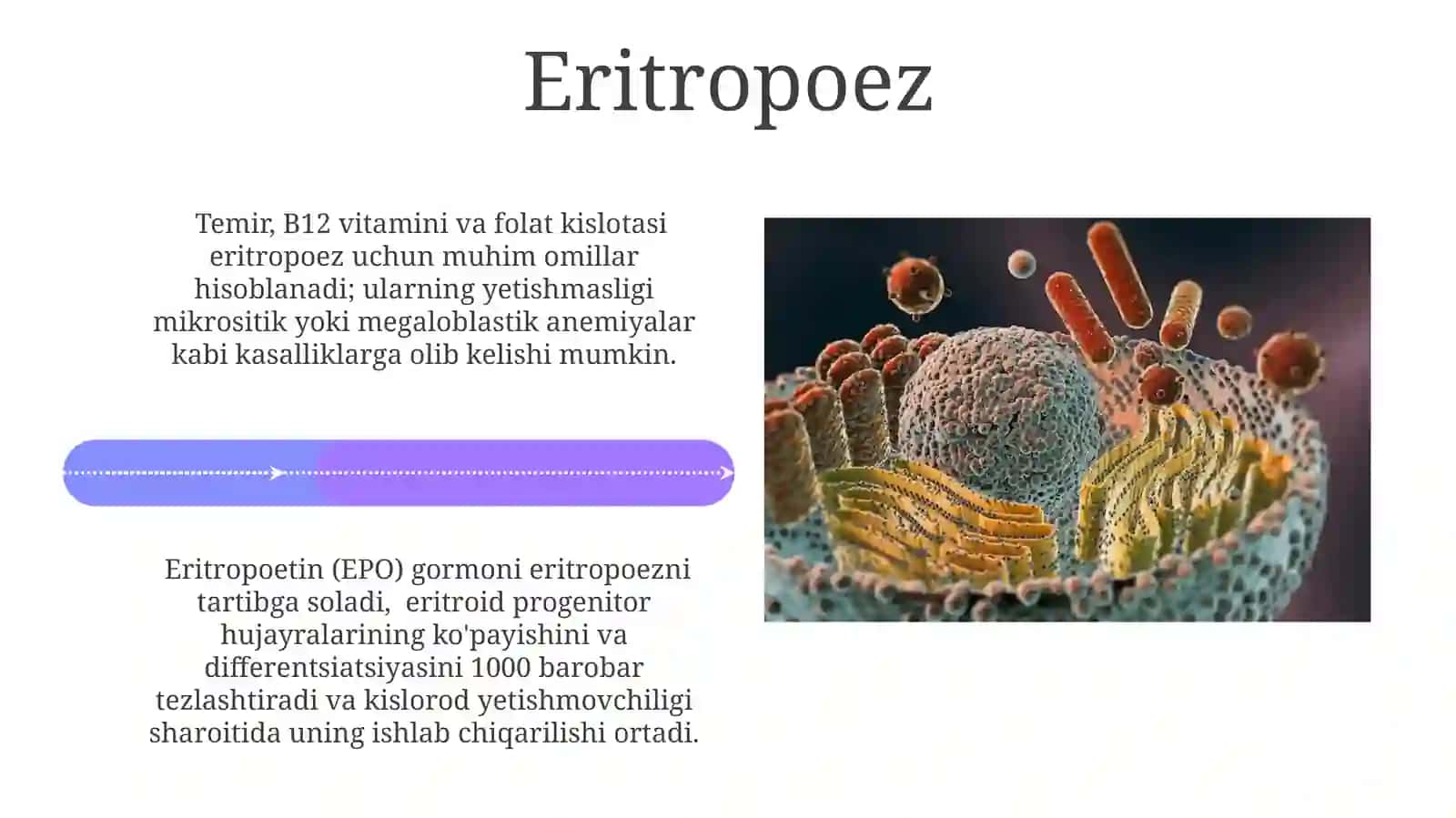 Gemotsitopoez jarayoni 4