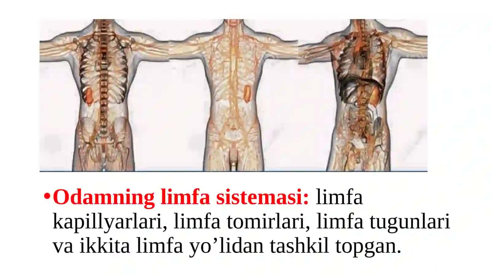 Limfaning hosil bo’lishi, tarkibi va vazifalari 4