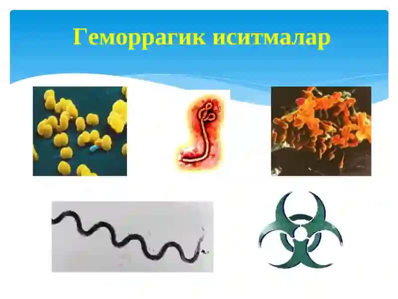 Геморрагик иситмалар 4
