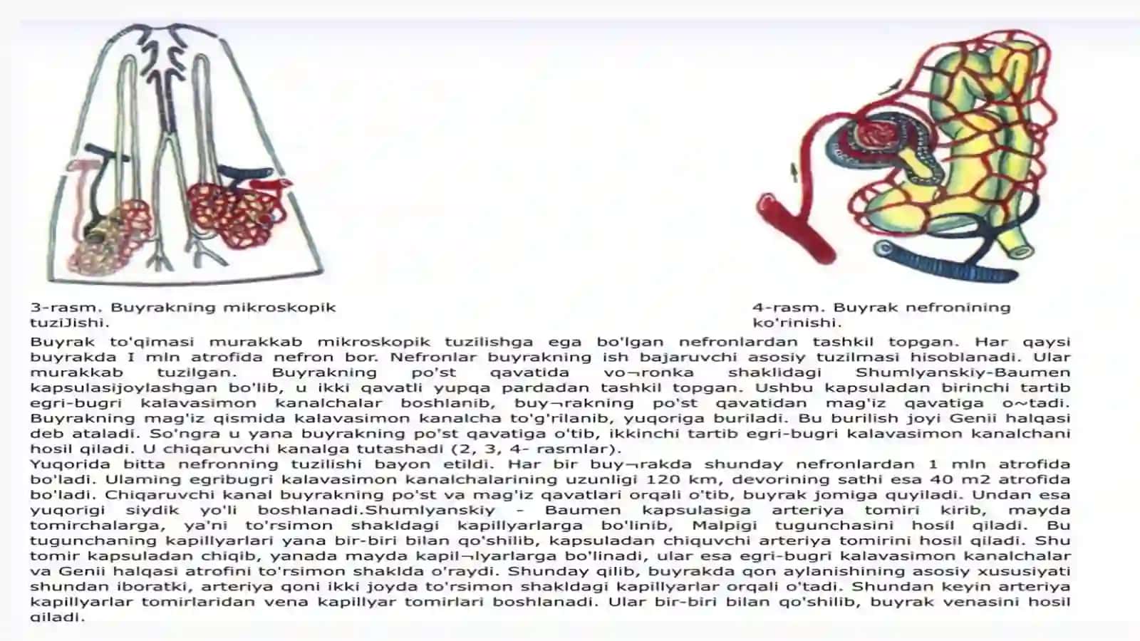 Ayirish tizimi tuzilishi va fiziologiyasi 4