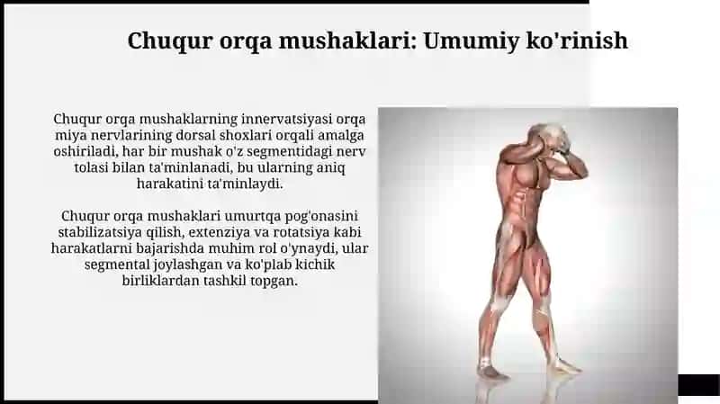 Orqa yuza va chuqur guruh mushaklari: funksional va topografik anatomiyasi 4