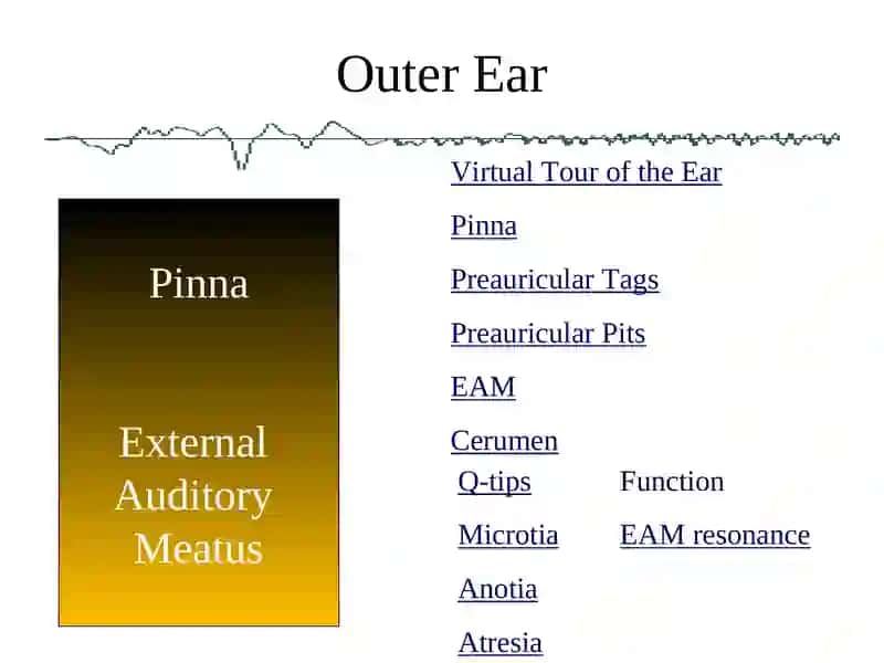 Ear 4