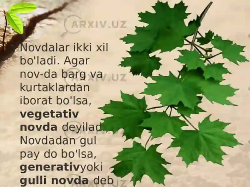 Oʻsimliklarningvegetativorganlari.Novda,barg.kurtak 4