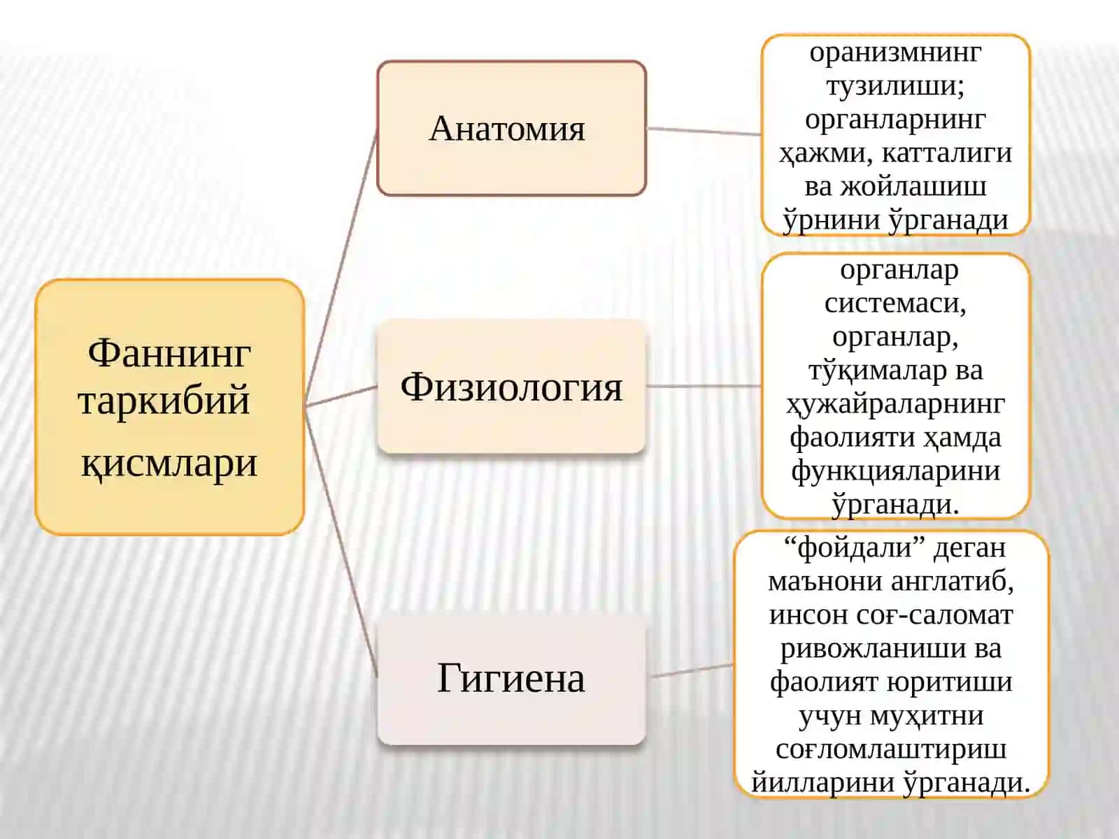 Болалар анатомияси ва физиологияси асослари 4