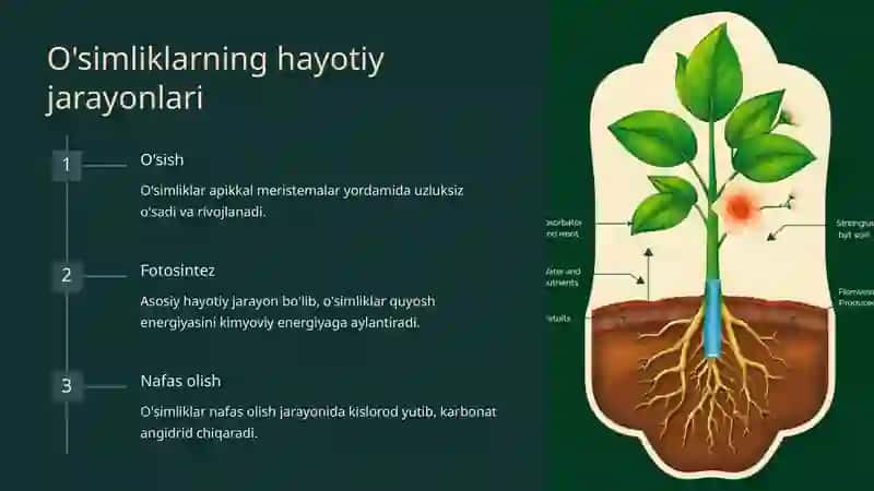 O'simliklar dunyosi va ularni hayot tarzi haqidagi bilimlarini bilib olish va tahlil qilish 4