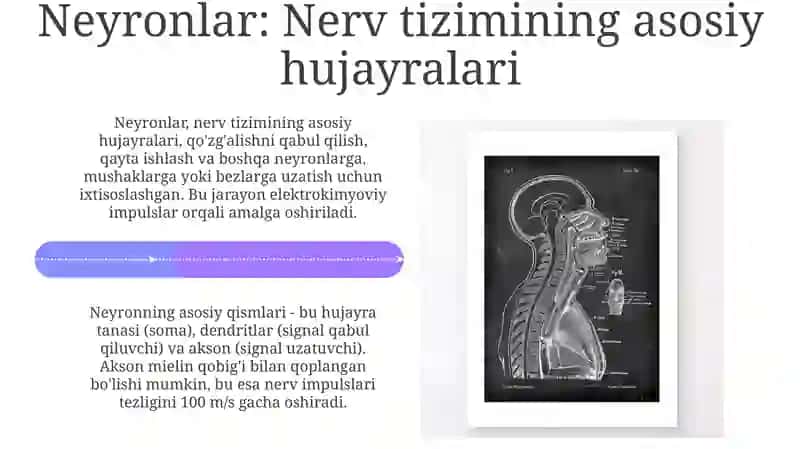 Asab tizimi 4