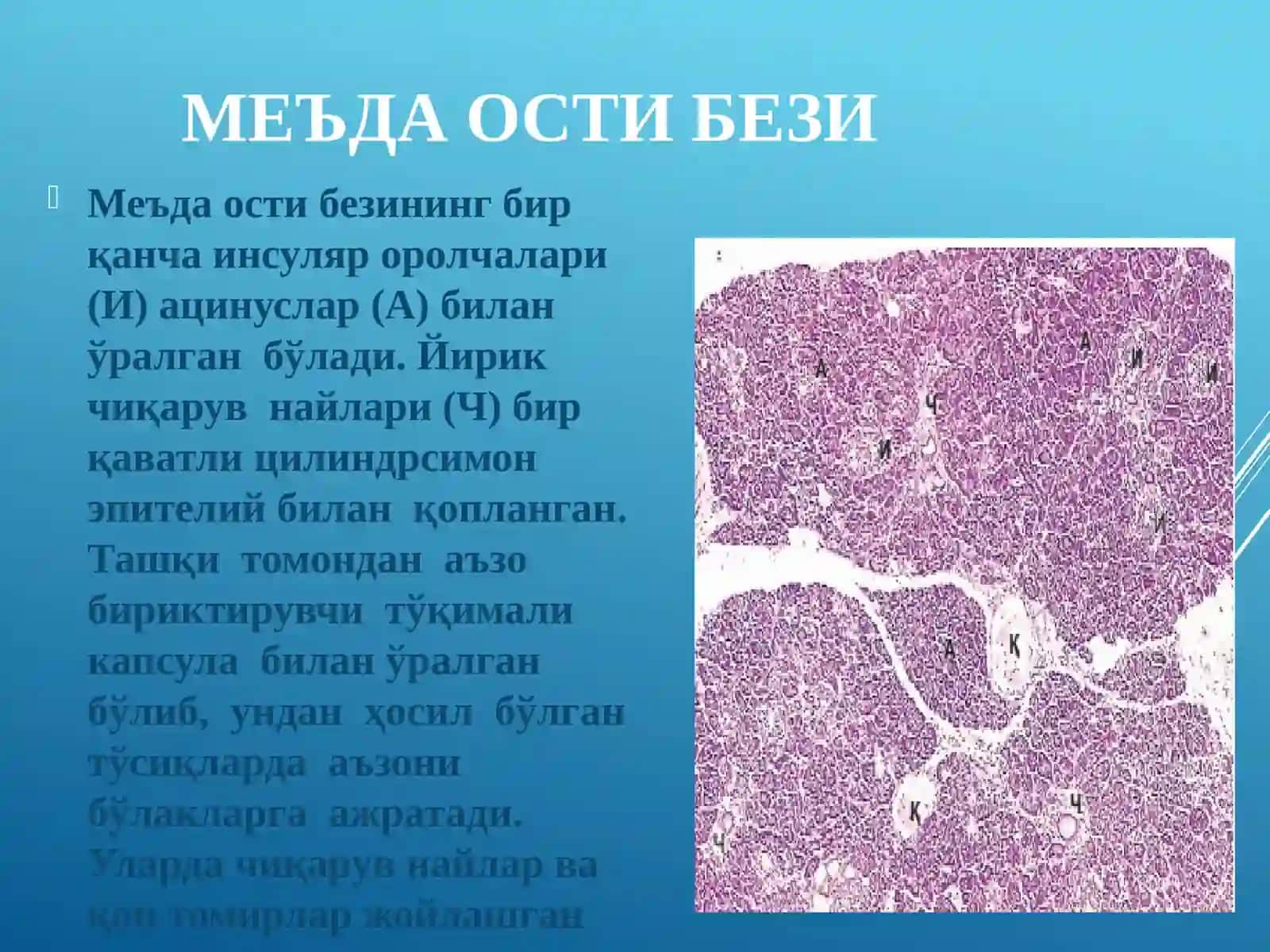 ЖИГАР. МЕЪДА ОСТИ БЕЗИ 4