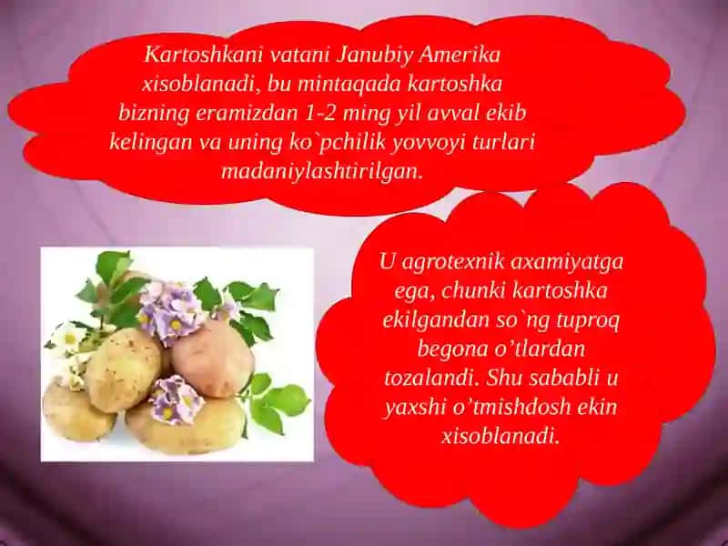 KARTOʻSHKANIBIOLOGIK XUSUSIYATLARI VA YETISHTIRISH TEXNOLOGIYASI 4