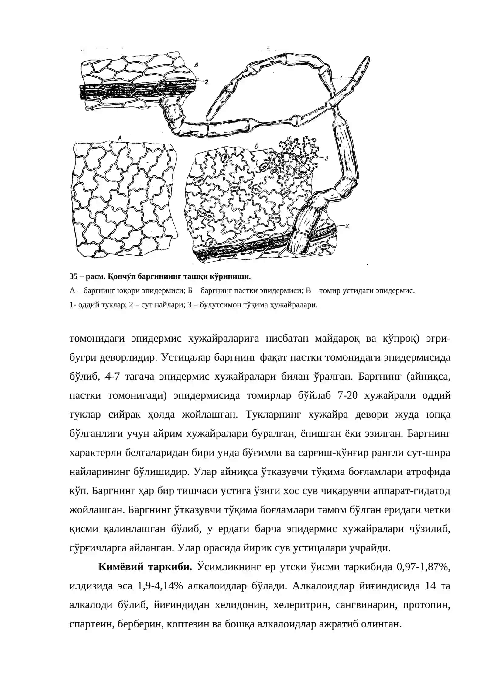 Шўрак (Черкез) меваси – Fructus Salsolae Richteri 4
