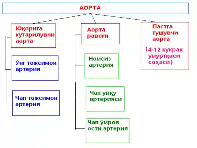 Қон айланиш аъзоларининг тузилиши ва аҳамияти 4