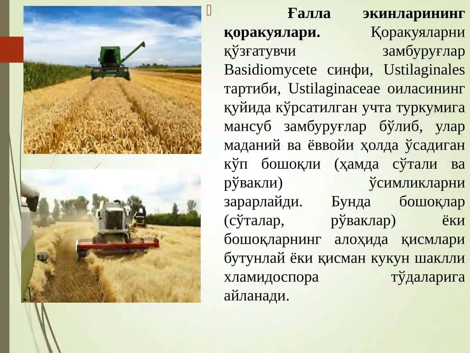 Омборхоналарда дон ва дон дуккакли экинлар маҳсулотларини сақлаш давридаги касалликлар биологияси ва 4