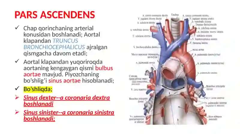 aorta 4