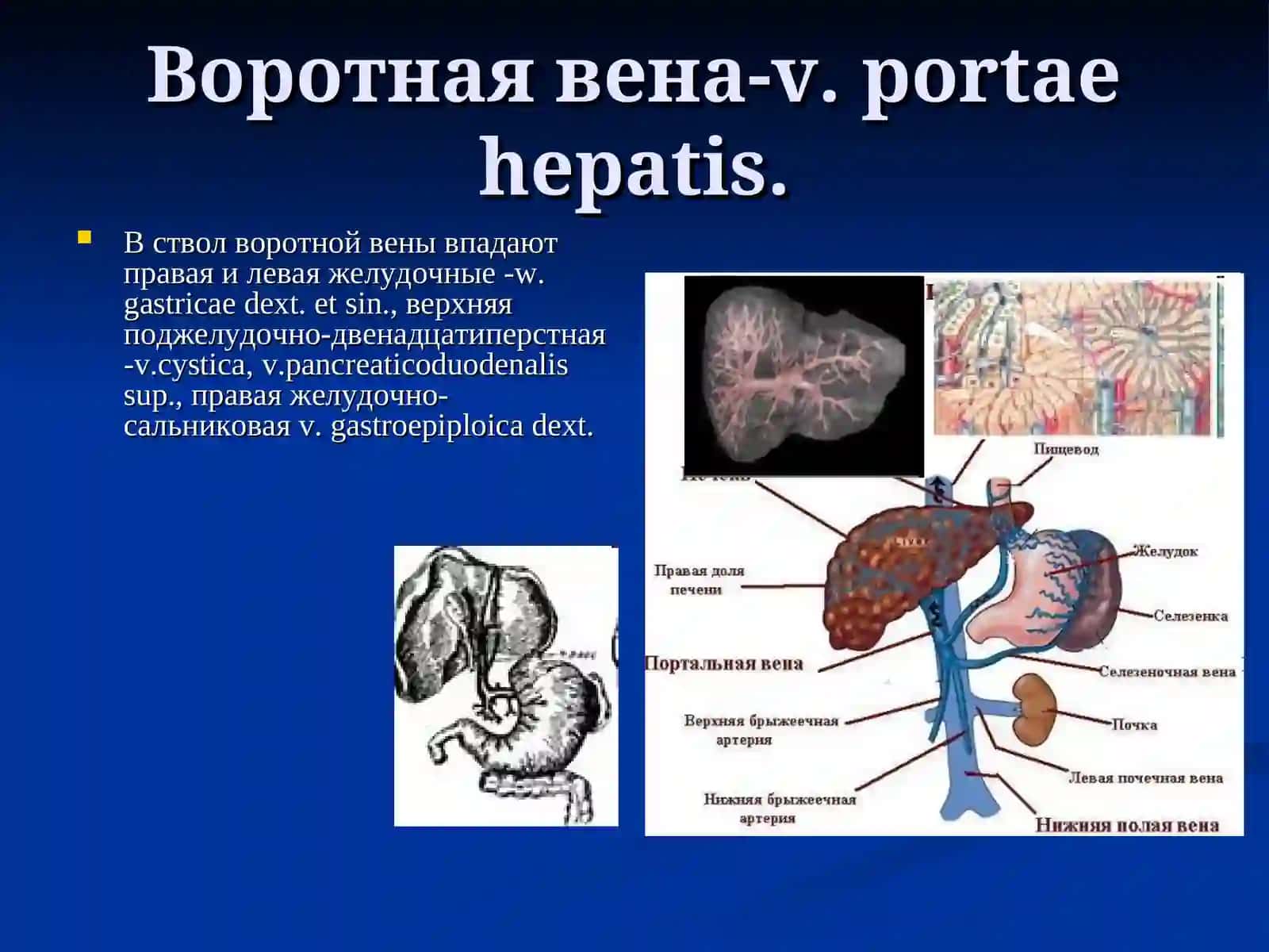 Воротная вена-v. portaehepatis 4