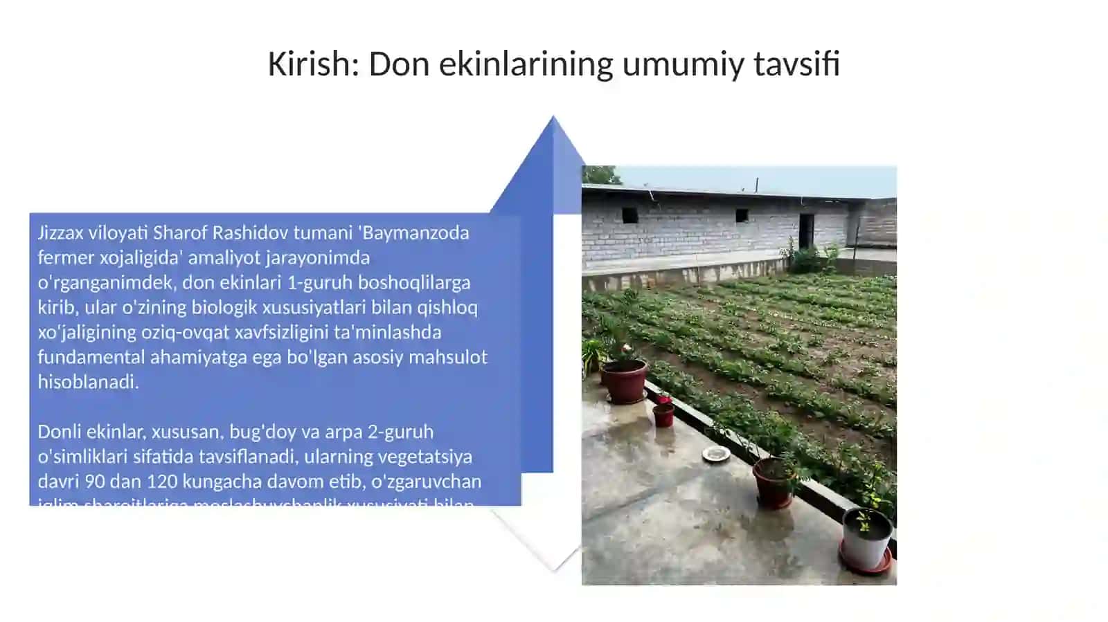 Gʻalla ekinining biologik hususiyatlari va xalq xo'jaligida ahamiyati 4