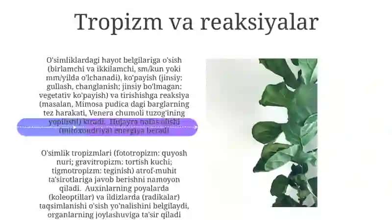 O'simlik anatomiya va fiziologiyasi 4