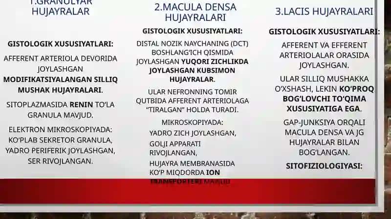 Buyrakning yukstaglomerulyar aparati sitofiziologiyasi. Nefronning gitofizialogiyasi. Buyraklar tuzilishi regenerator imkoniyatlarining yoshga doir xususiyatlari 4