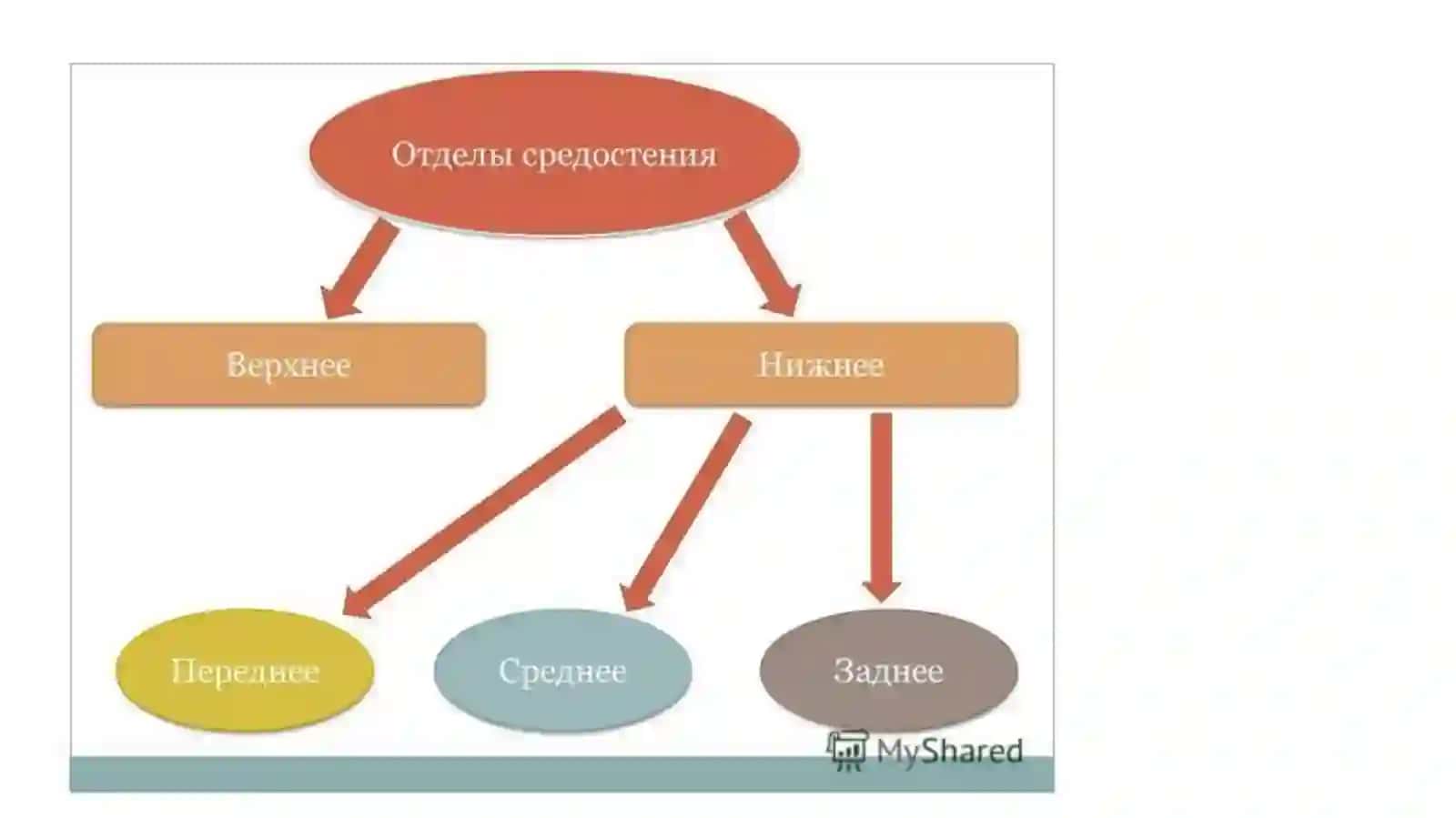 Клиническая анатомия органов переднего средостения у детей и взрослых:сердце и перикард, вилочковая железа,диафрагмальные нервы, трахея и главные бронхи 4