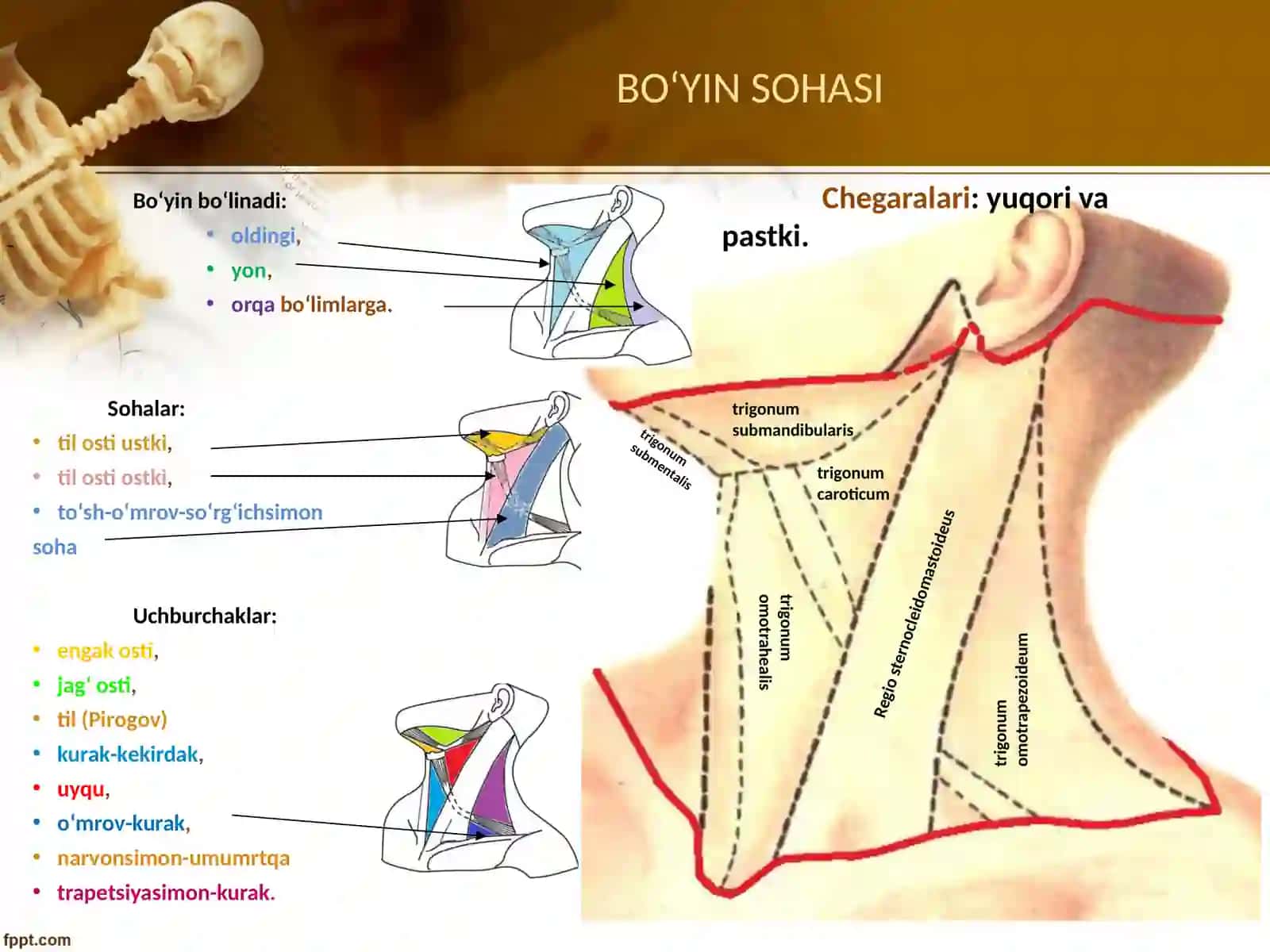 bo’yin sohasi klinik anatomiyasi 4